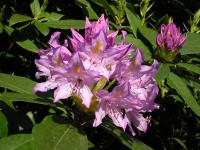 Rhododendrons - Double-cliquez pour afficher l'image en grand.