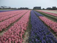 champ de fleurs - Double-cliquez pour afficher l'image en grand.