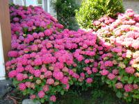 hortensias du jardin - Double-cliquez pour afficher l'image en grand.