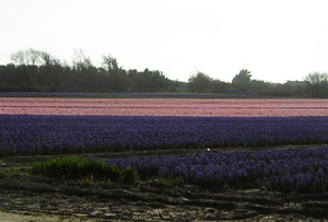 champ de fleur à la torche