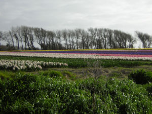 champ de fleur à plomeur