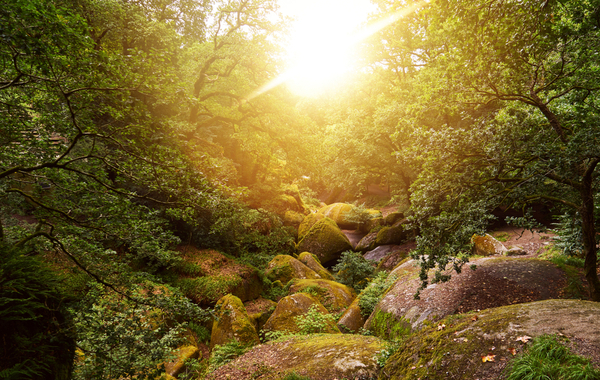 La forêt de Huelgoat