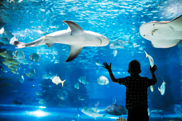 Enfant aquarium océanopolis brest